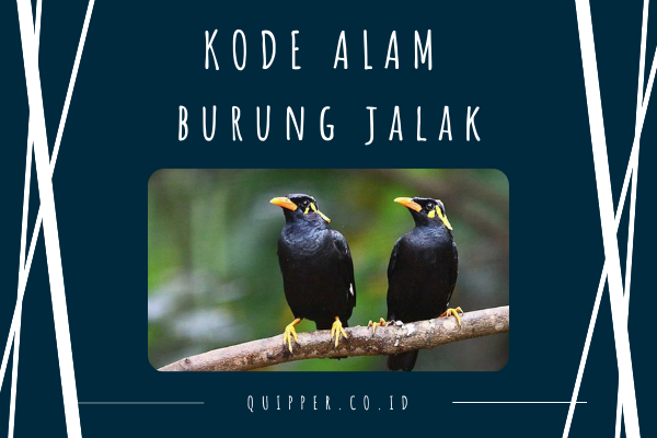 Detail Buku Mimpi Burung Jalak Nomer 4