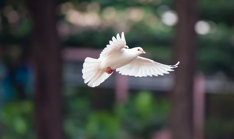 Detail Buku Mimpi Burung Merpati Nomer 47