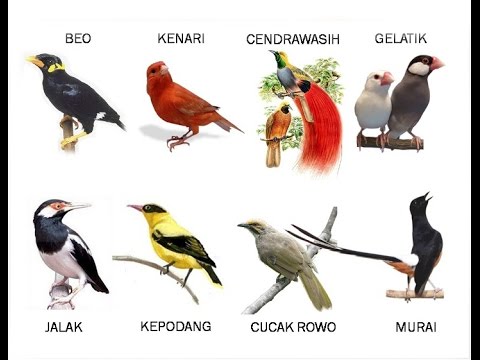 Detail Buku Mimpi Burung Merpati Nomer 48