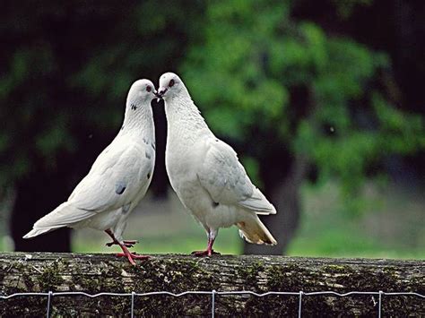 Detail Buku Mimpi Burung Perkutut Nomer 3