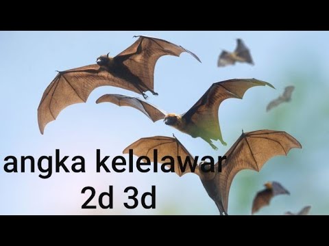 Detail Buku Mimpi Kelelawar Nomer 25