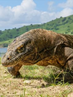 Detail Buku Mimpi Komodo Nomer 33