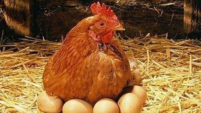 Detail Buku Mimpi Telur Ayam Nomer 15