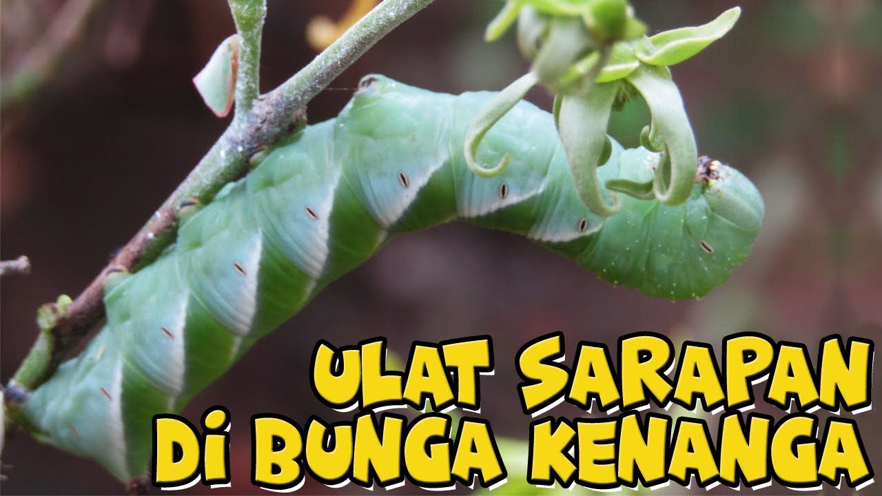 Detail Buku Mimpi Ulat Bulu Nomer 40