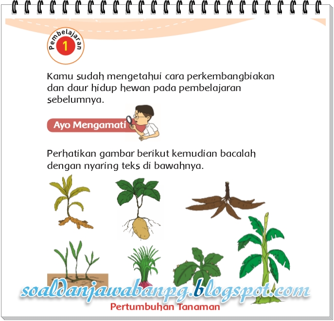 Detail Buku Paket Kelas 3 Tema 1 Nomer 28