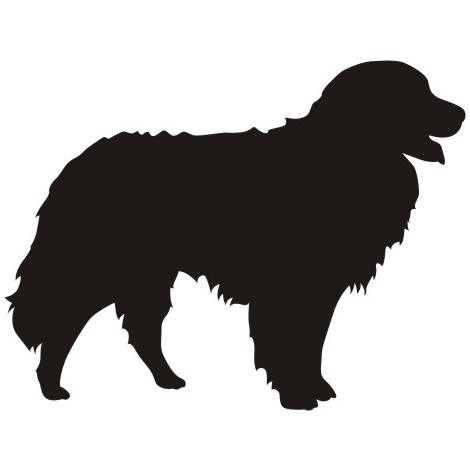 Detail Berner Sennenhund 1 Jahr Nomer 10