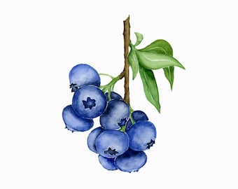 Detail Blaubeere Clipart Nomer 8