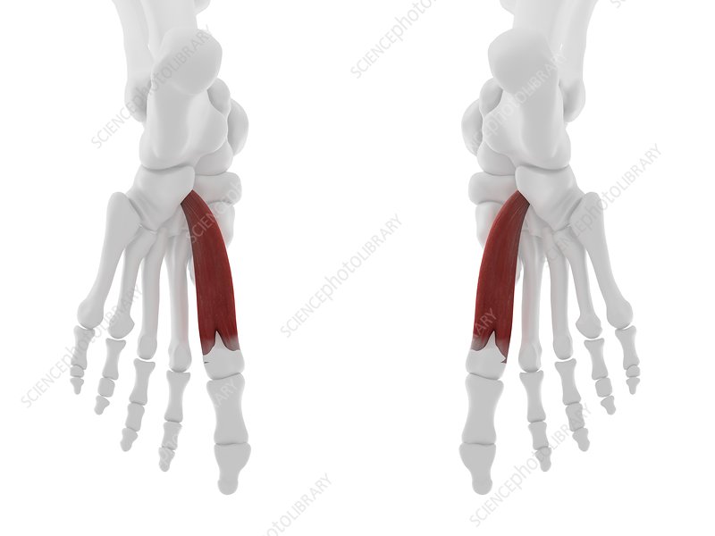 Musculus Flexor Hallucis Brevis - KibrisPDR