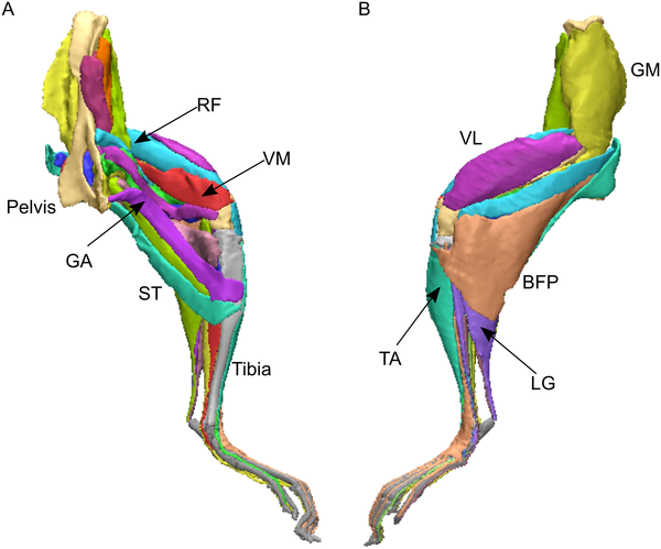 Detail Musculus Flexor Hallucis Brevis Nomer 9