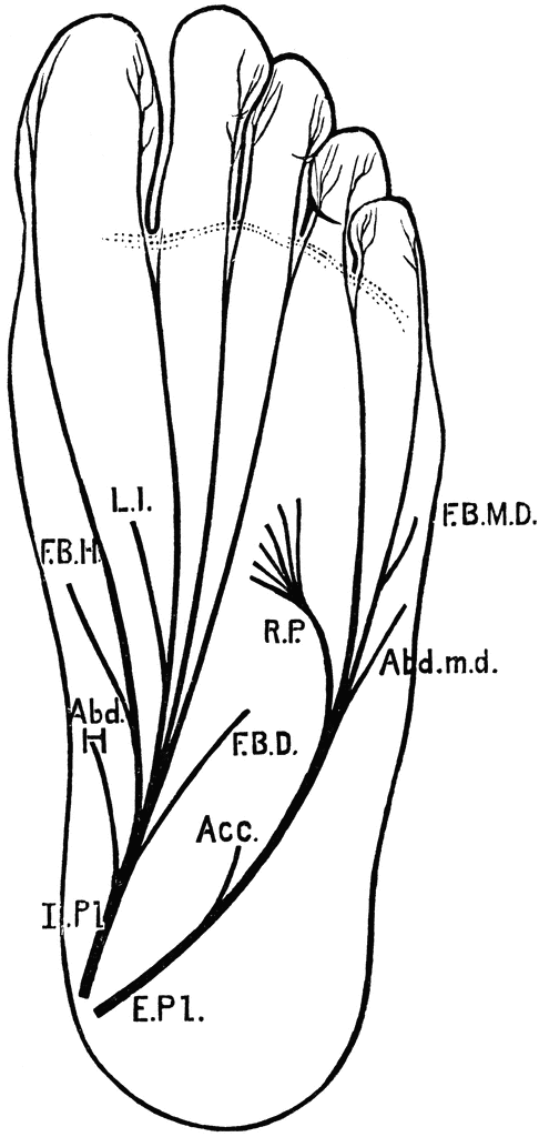 Detail Musculus Flexor Hallucis Brevis Nomer 10