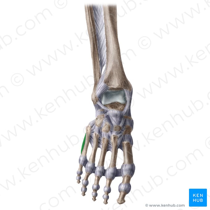 Detail Musculus Flexor Hallucis Brevis Nomer 2