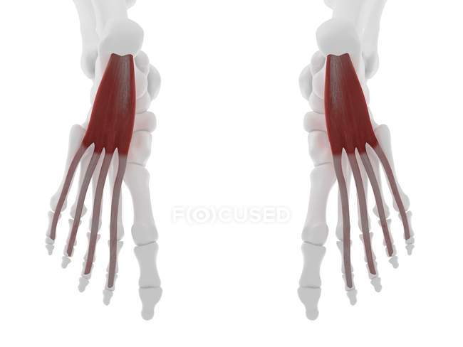 Detail Musculus Flexor Hallucis Brevis Nomer 13