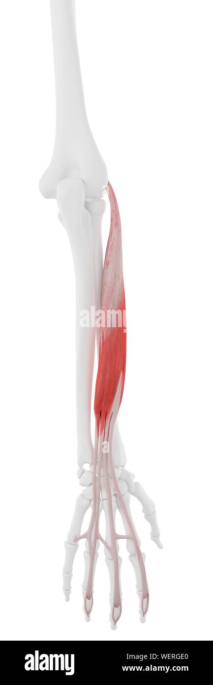 Detail Musculus Flexor Hallucis Brevis Nomer 16