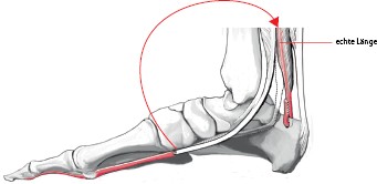 Detail Musculus Flexor Hallucis Brevis Nomer 18