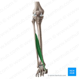 Detail Musculus Flexor Hallucis Brevis Nomer 5