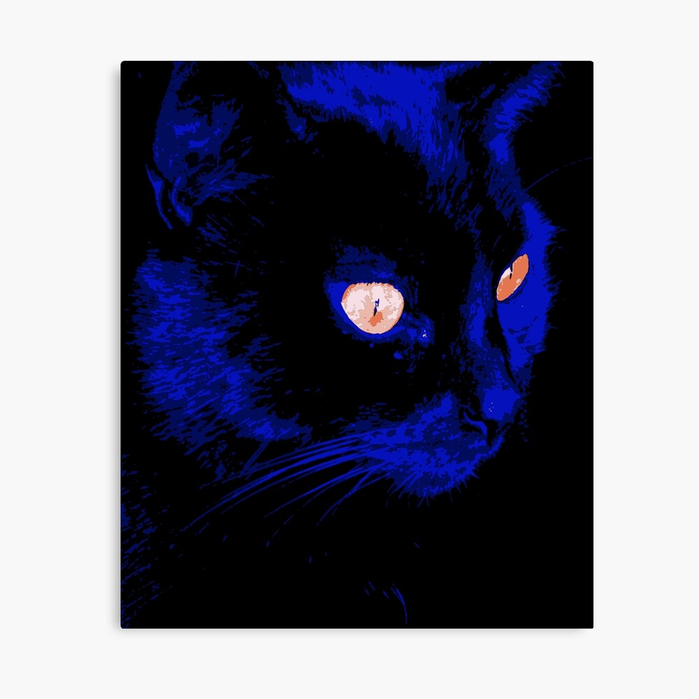 Schwarze Katze Blaue Augen - KibrisPDR