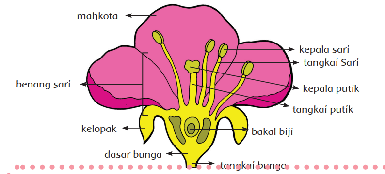 Detail Buku Siswa Kelas 6 Tema 1 Selamatkan Makhluk Hidup Nomer 43