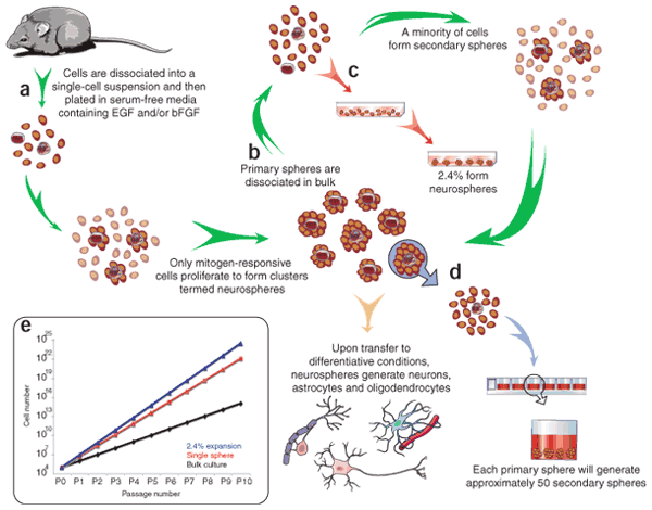 Detail Buku Stem Cell Nomer 21