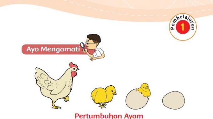 Detail Buku Tema 1 Kelas 3 Makhluk Hidup Nomer 50