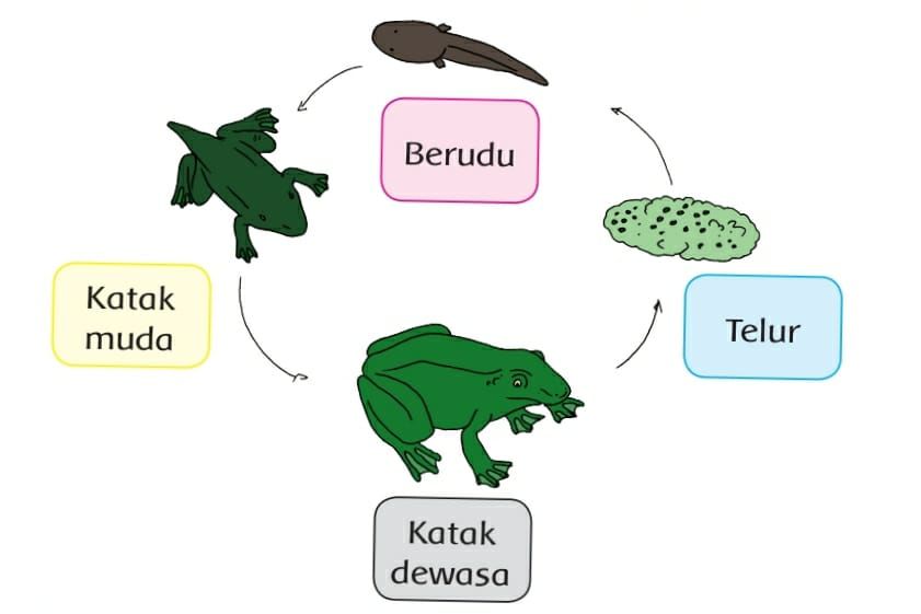 Detail Buku Tema 1 Kelas 3 Sd Nomer 38