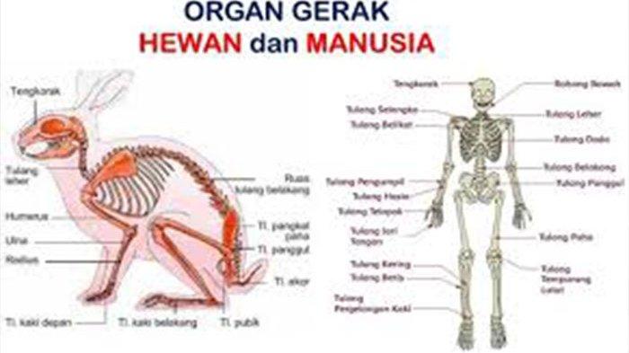 Detail Buku Tema 1 Kelas 5 Organ Gerak Hewan Dan Manusia Nomer 11