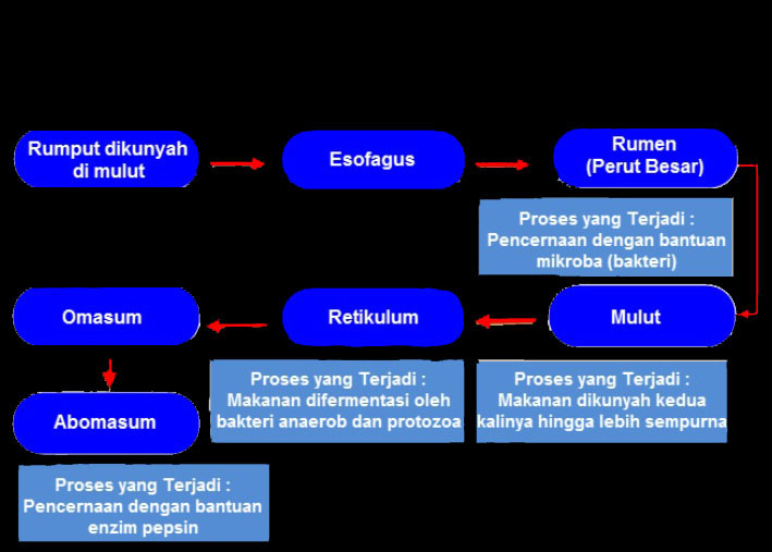 Detail Buku Tema 3 Kelas 5 Nomer 45