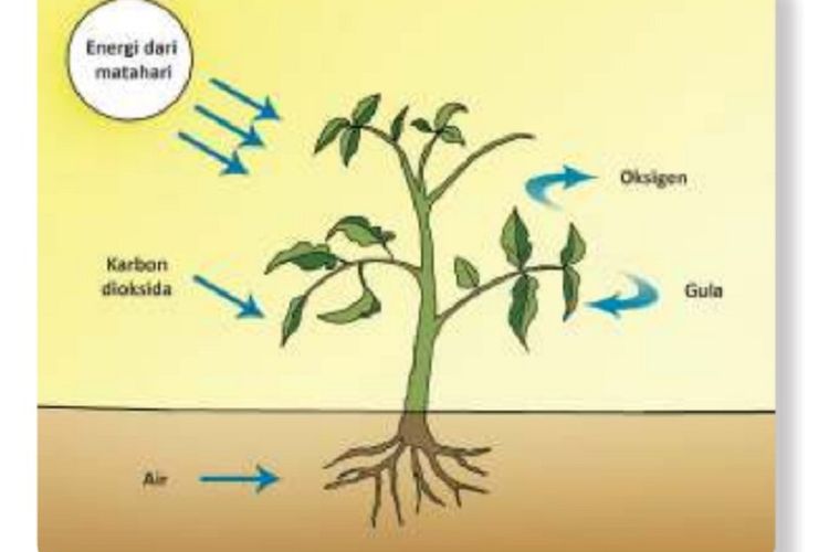 Detail Buku Tentang Fotosintesis Nomer 14