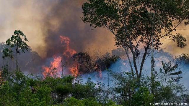 Detail Buku Tentang Kebakaran Hutan Nomer 35