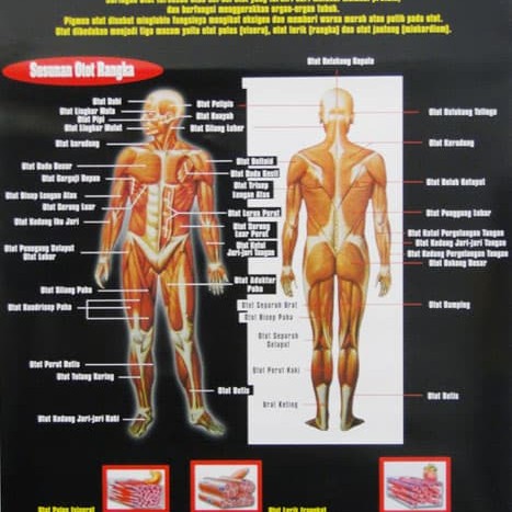 Detail Buku Tentang Otot Manusia Nomer 42
