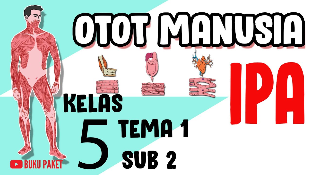 Detail Buku Tentang Otot Manusia Nomer 46