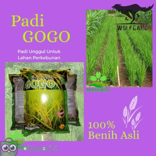 Detail Buku Tentang Padi Gogo Nomer 28