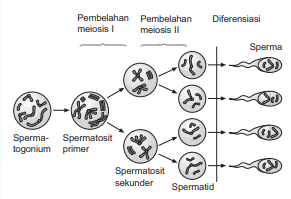 Detail Buku Tentang Pembelahan Sel Nomer 41