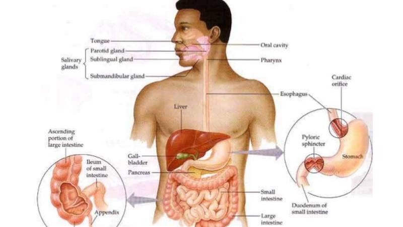 Detail Buku Tentang Sistem Pencernaan Nomer 15