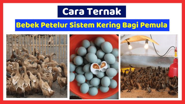 Detail Buku Ternak Bebek Petelur Nomer 13