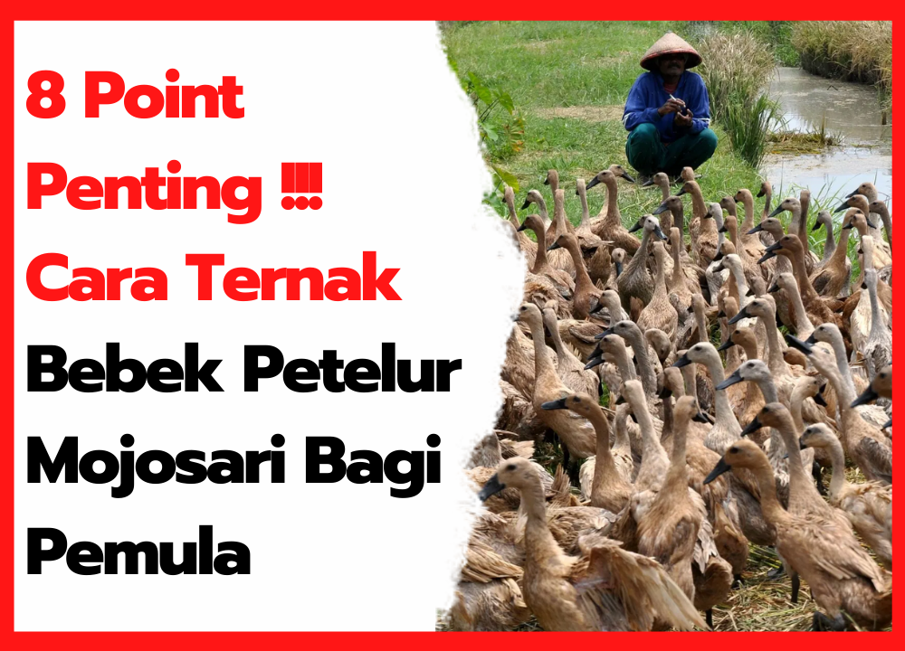 Detail Buku Ternak Bebek Petelur Nomer 23