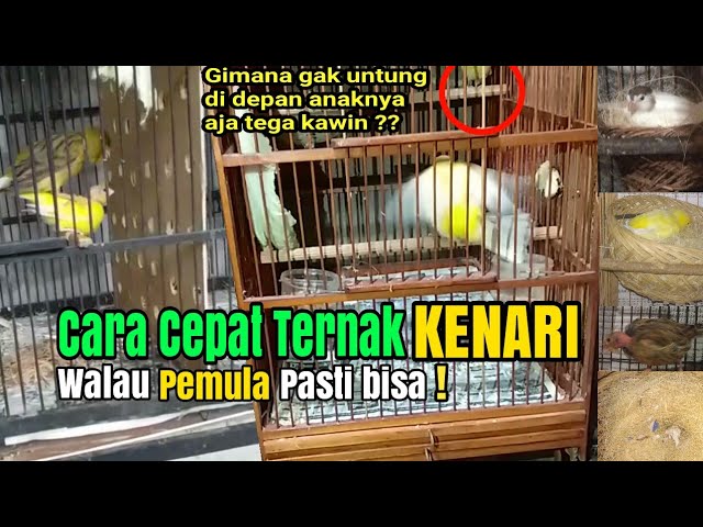 Detail Buku Ternak Kenari Nomer 27