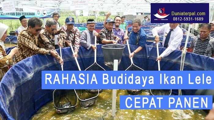 Detail Buku Ternak Lele Nomer 46