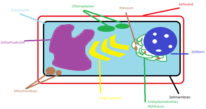 Detail Pflanzenzelle Zeichnung Nomer 7