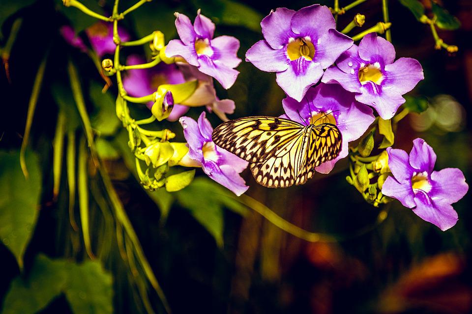 Detail Bunga Butterfly Ungu Nomer 38