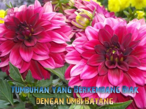 Detail Bunga Dahlia Pada Gambar Berkembang Biak Secara Vegetatif Menggunakan Nomer 29