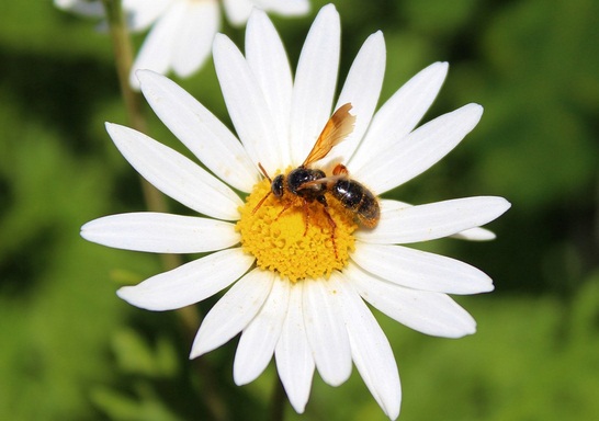 Detail Bunga Dahlia Pada Gambar Berkembang Biak Secara Vegetatif Menggunakan Nomer 30