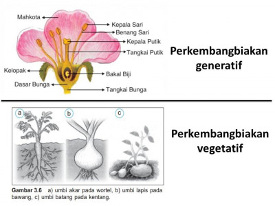 Detail Bunga Dahlia Pada Gambar Berkembang Biak Secara Vegetatif Menggunakan Nomer 41