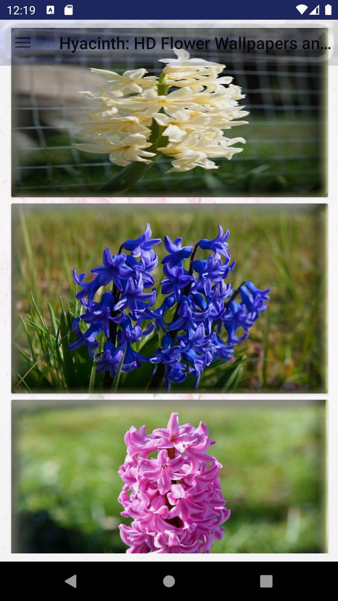 Detail Bunga Hyacinth Adalah Nomer 40