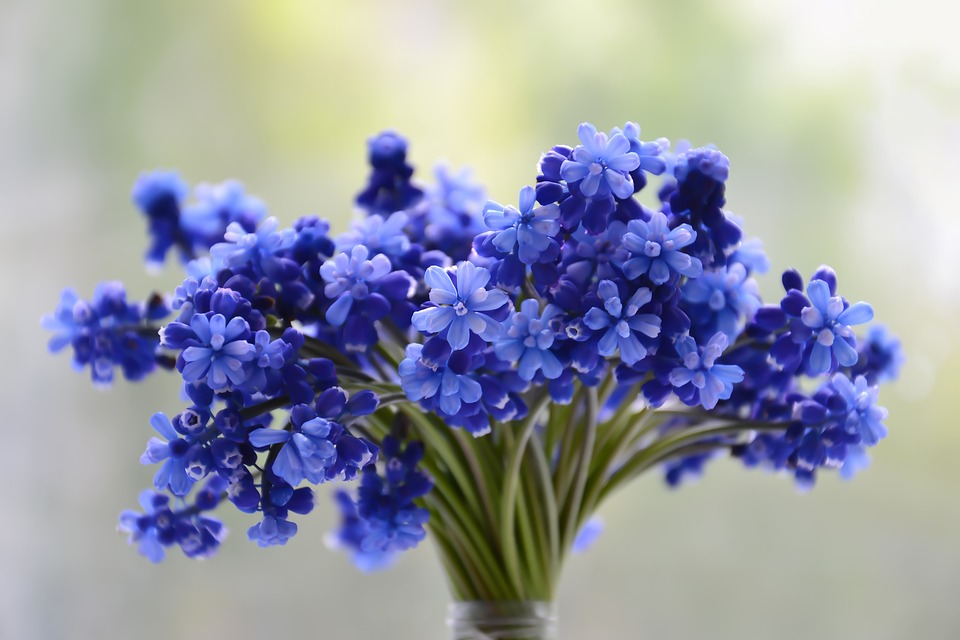 Detail Bunga Hyacinth Adalah Nomer 50