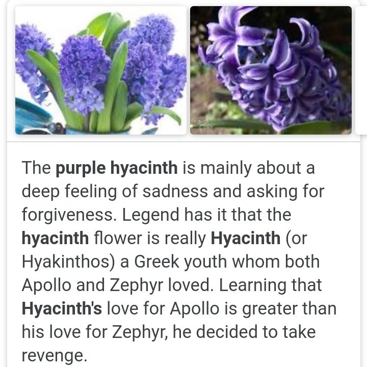 Detail Bunga Hyacinth Adalah Nomer 8