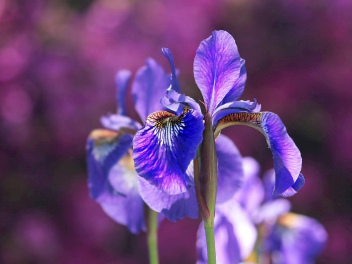 Bunga Iris Adalah Bunga Nasional Negara - KibrisPDR