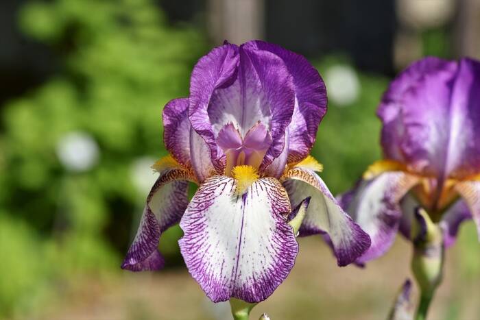 Detail Bunga Iris Adalah Bunga Nasional Negara Nomer 2