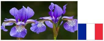 Detail Bunga Iris Adalah Bunga Nasional Negara Nomer 10