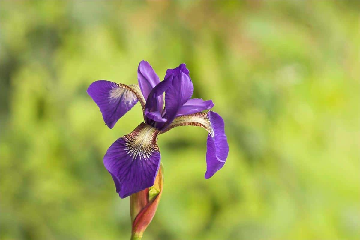 Detail Bunga Iris Adalah Bunga Nasional Negara Nomer 11