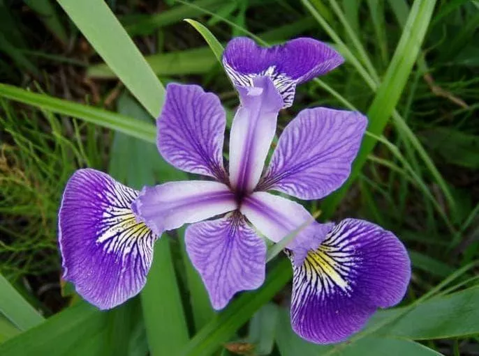 Detail Bunga Iris Adalah Bunga Nasional Negara Nomer 14